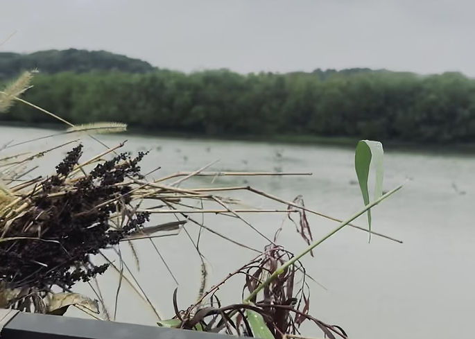 Guided Duck Hunts photo
